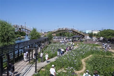 水鄉潮來菖蒲園